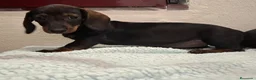 Teckel perros en venta: Teckel - Anuncio 12