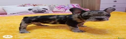 Bulldog Francés perros en venta: Bulldog francés merles🐶🐾 en Málaga - Anuncio 3