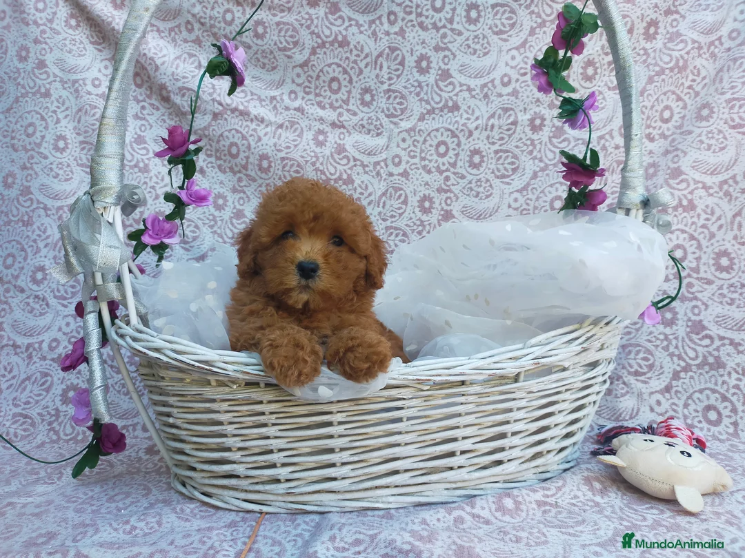 Caniche Toy perros en venta: PRECIOSOS CANICHE  ROJO LINEA TOY - Anuncio 20