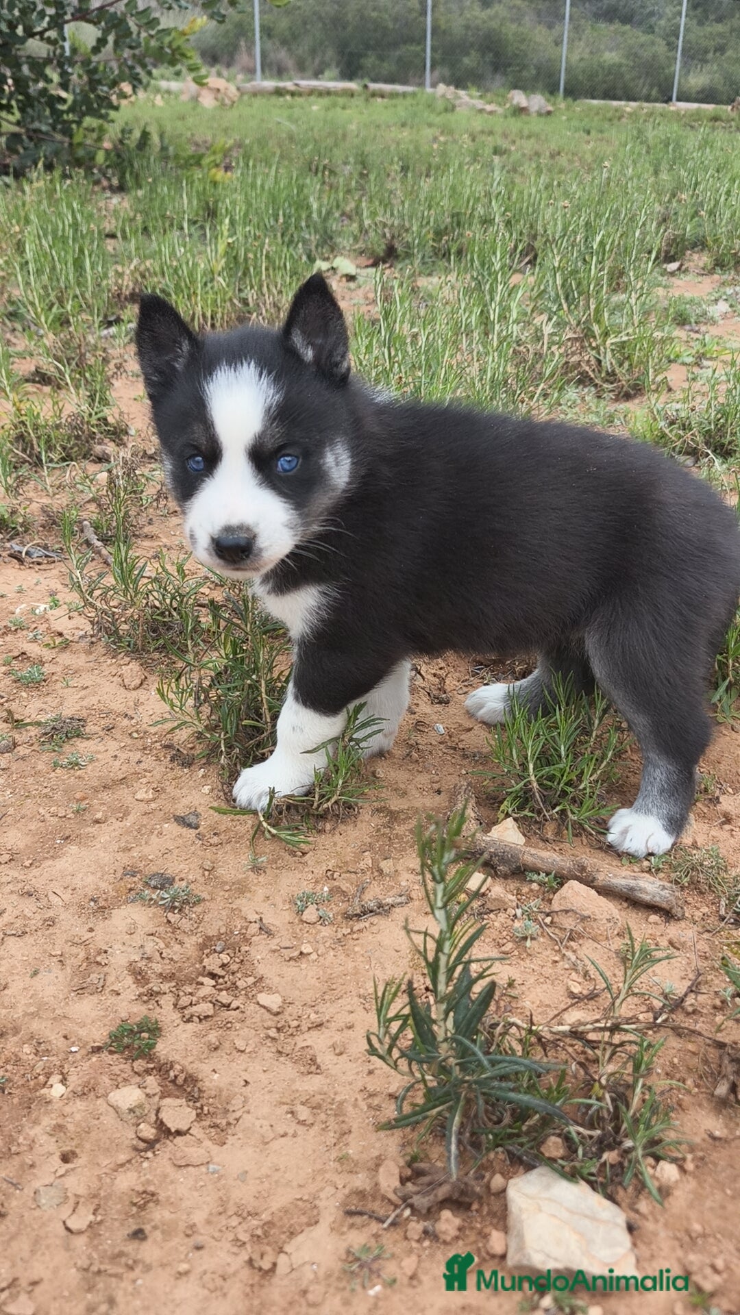 Husky Siberiano perros en venta: Husky SIBERIANO disponibles  - Anuncio 19