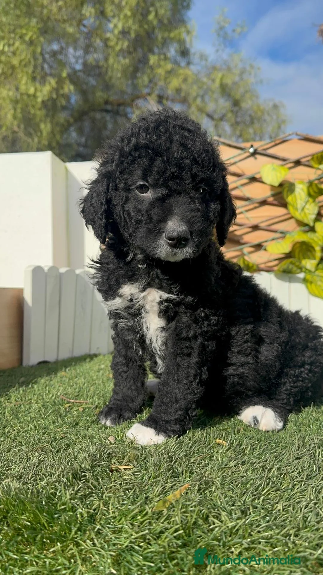 Perro de Agua Español perros en venta: PERRO DE AGUA  - Anuncio 12