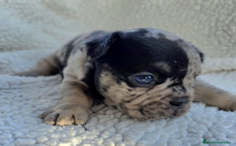Bulldog Francés perros - Anuncio 16