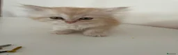 Persa gatos en venta: Gatos persas  - Anuncio 3