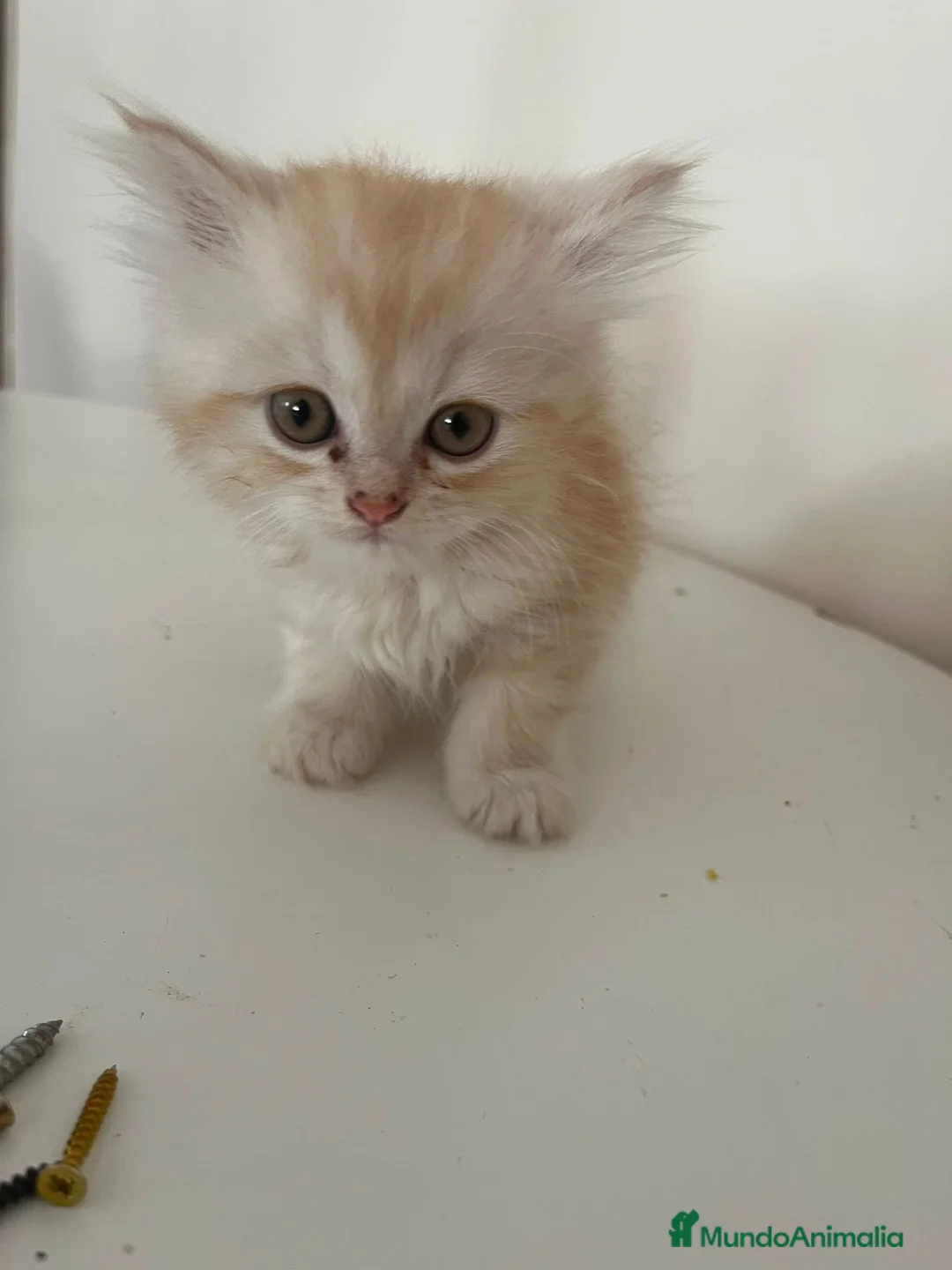 Persa gatos en venta: Gatos persas  - Anuncio 3