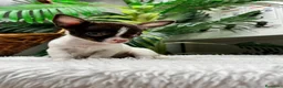 Chihuahua perros en venta: 🐾 CHIHUAHUA MACHO BICOLOR CHOCOLATE Y BLANCO 🐾 - Anuncio 6