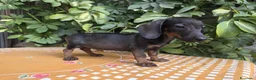 Teckel Miniatura perros en venta: TECKEL MINIATURA JABALI  - Anuncio 2