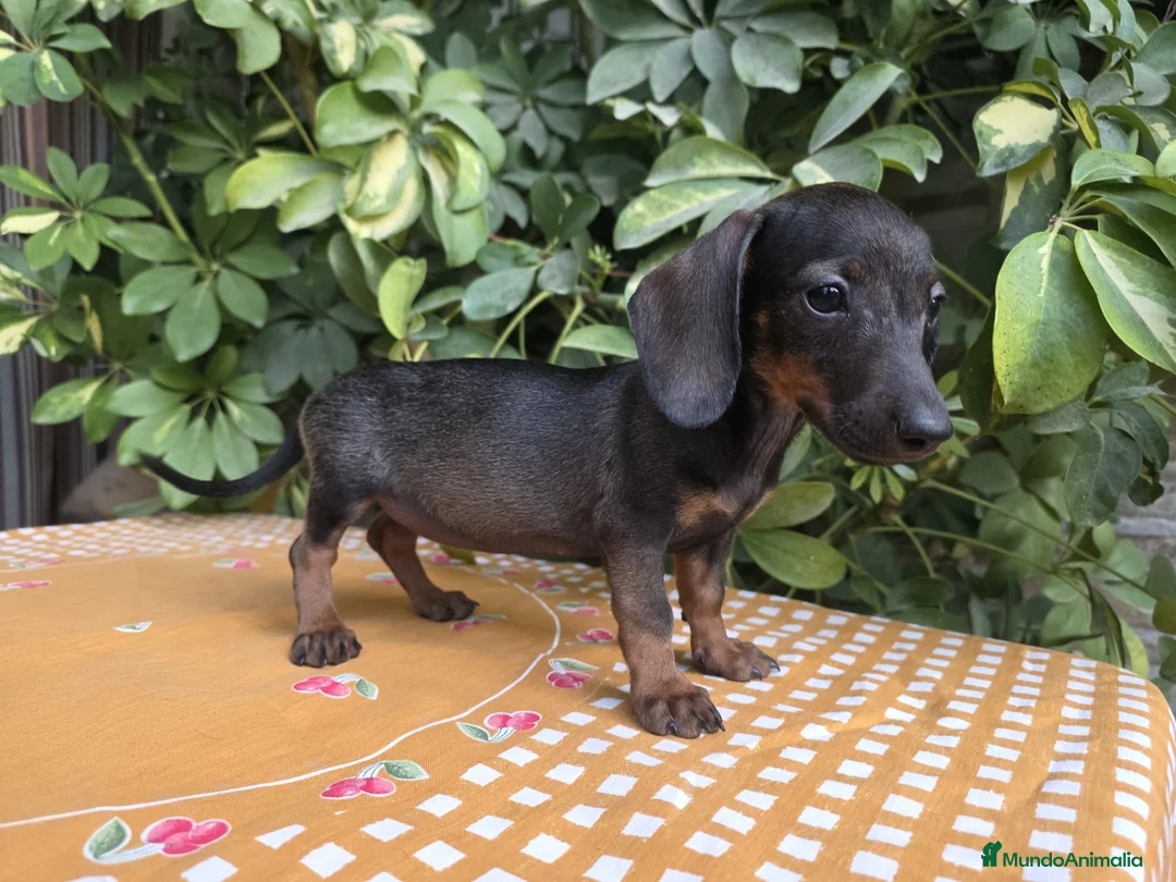 Teckel Miniatura perros en venta: TECKEL MINIATURA JABALI  - Anuncio 2
