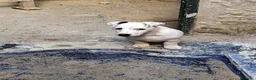 Jack Russell Terrier perros en venta: JACK RUSSEL  - Anuncio 3
