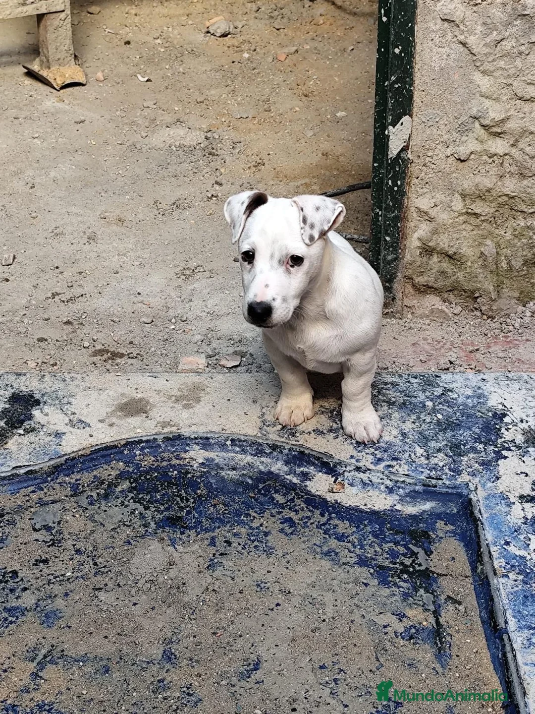 Jack Russell Terrier perros en venta: JACK RUSSEL  - Anuncio 3