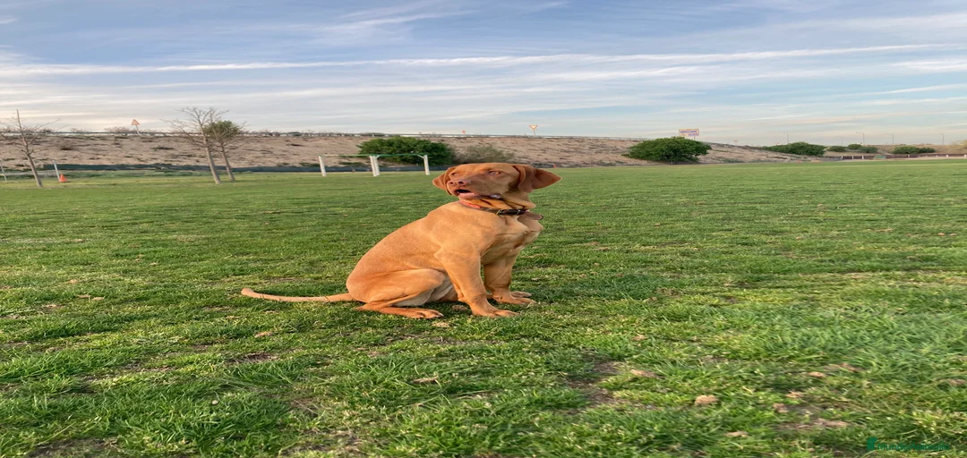 Imagen de galería {{count}}