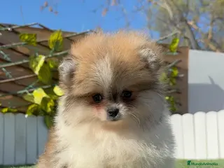 Pomerania perros POMERANIA HEMBRA - Anuncio 1
