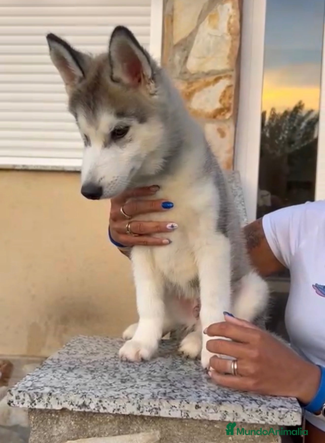 Husky Siberiano perros Husky siberiano macho - Anuncio 1