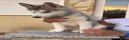 Husky Siberiano perros en venta: Husky siberiano macho - Anuncio 1