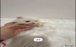 Pomerania perros en venta: POMERANIA LULÚ MINI TOY  - Imagen 1