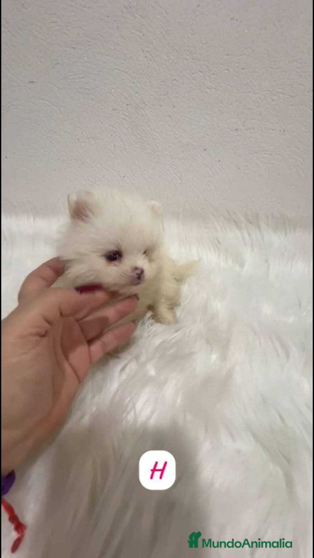 Pomerania perros en venta: POMERANIA LULÚ MINI TOY  - Imagen 1