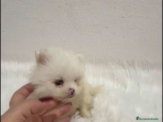 Pomerania perros - Anuncio 1