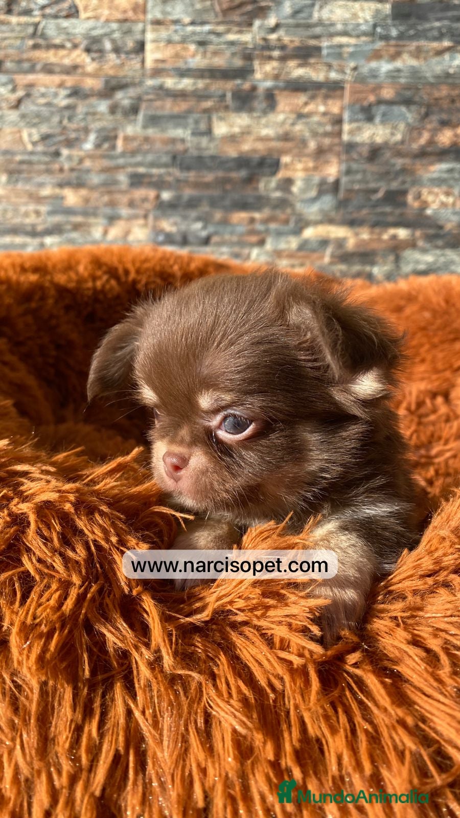 Chihuahua perros CHIHUAHUA PELO LARGO TOY - Anuncio 9