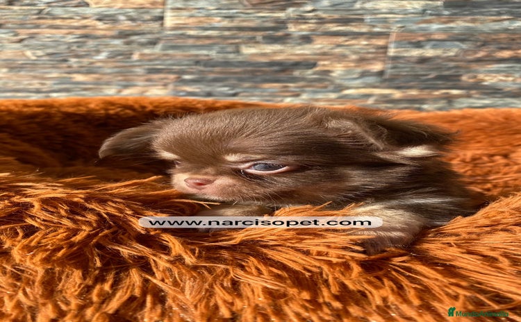 Chihuahua perros - Anuncio 19