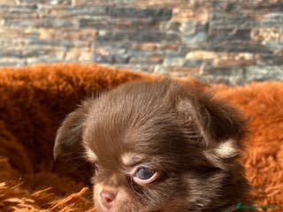 Chihuahua perros CHIHUAHUA PELO LARGO TOY - Anuncio 11