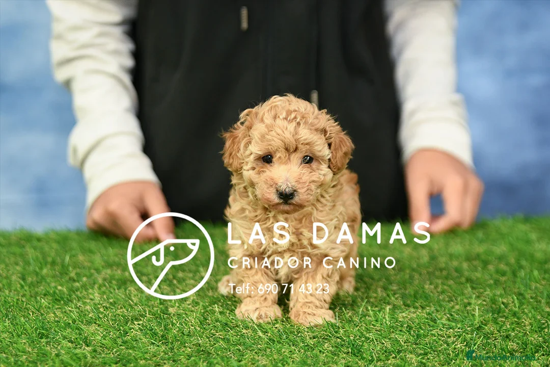 Caniche Toy perros en venta: Caniche toy próxima camada - Anuncio 4