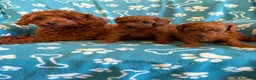 Caniche Toy perros en venta: Caniche Toy rojo - Anuncio 9