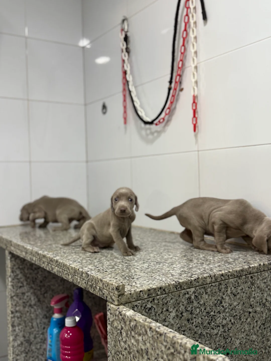 Weimaraner perros en venta: Cachorros Bravo de Weimar 450€ PRECIO REAL - Anuncio 4