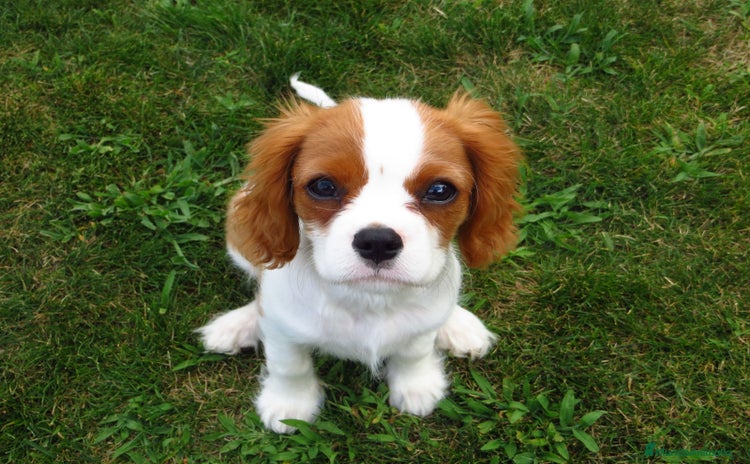 Cavalier King Charles Spaniel perros - Anuncio 9