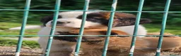 Grifón de Bruselas perros en venta: Espectacular cachorro Grifon de Bruselas - Anuncio 2