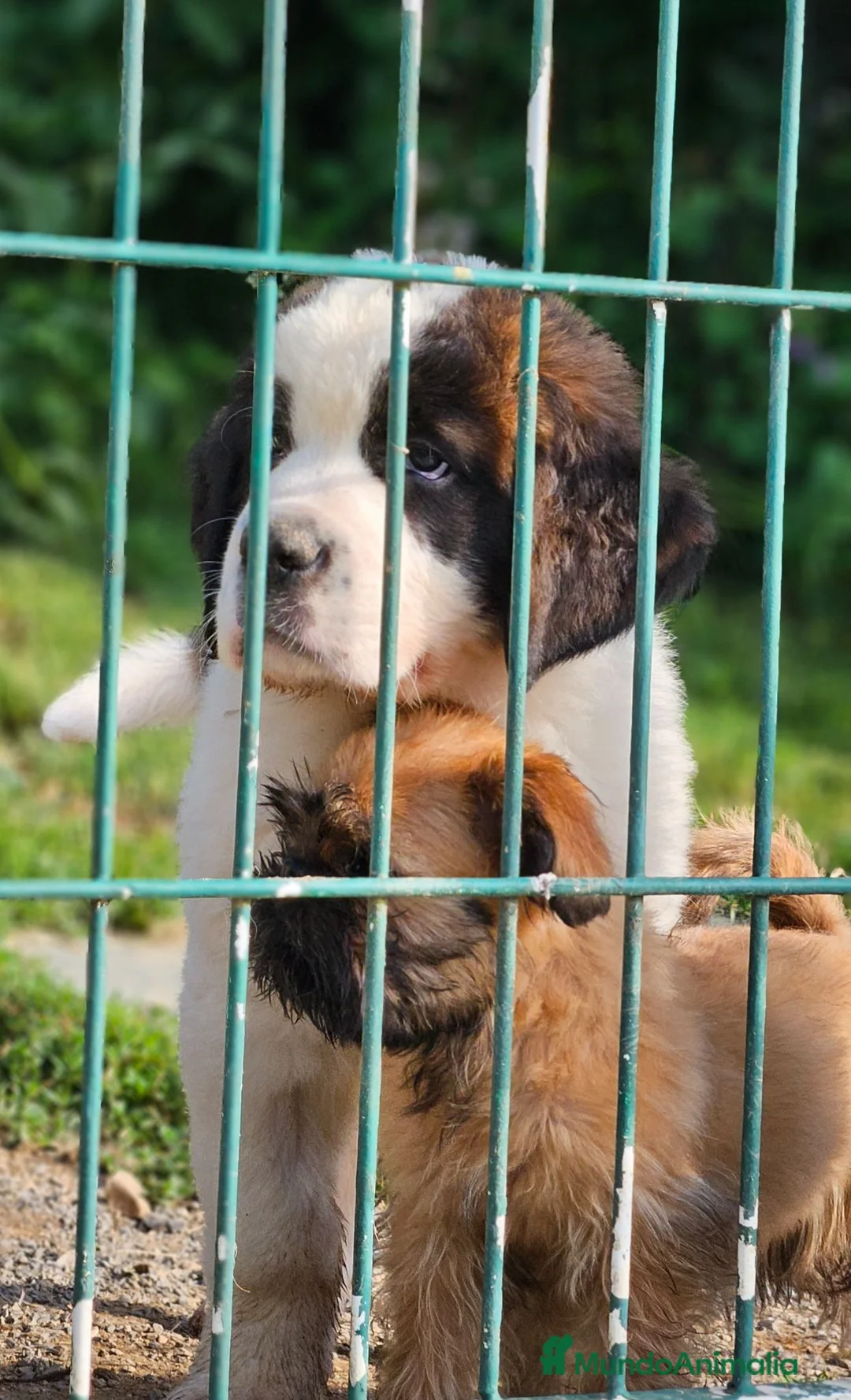 Grifón de Bruselas perros en venta: Espectacular cachorro Grifon de Bruselas - Anuncio 2