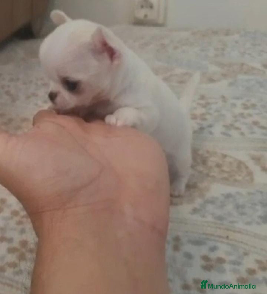 Chihuahua perros en venta: CHIHUAHUAS MINI TOYS - Imagen 3