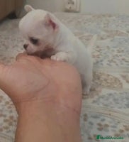 Chihuahua perros CHIHUAHUAS MINI TOYS - Anuncio 16