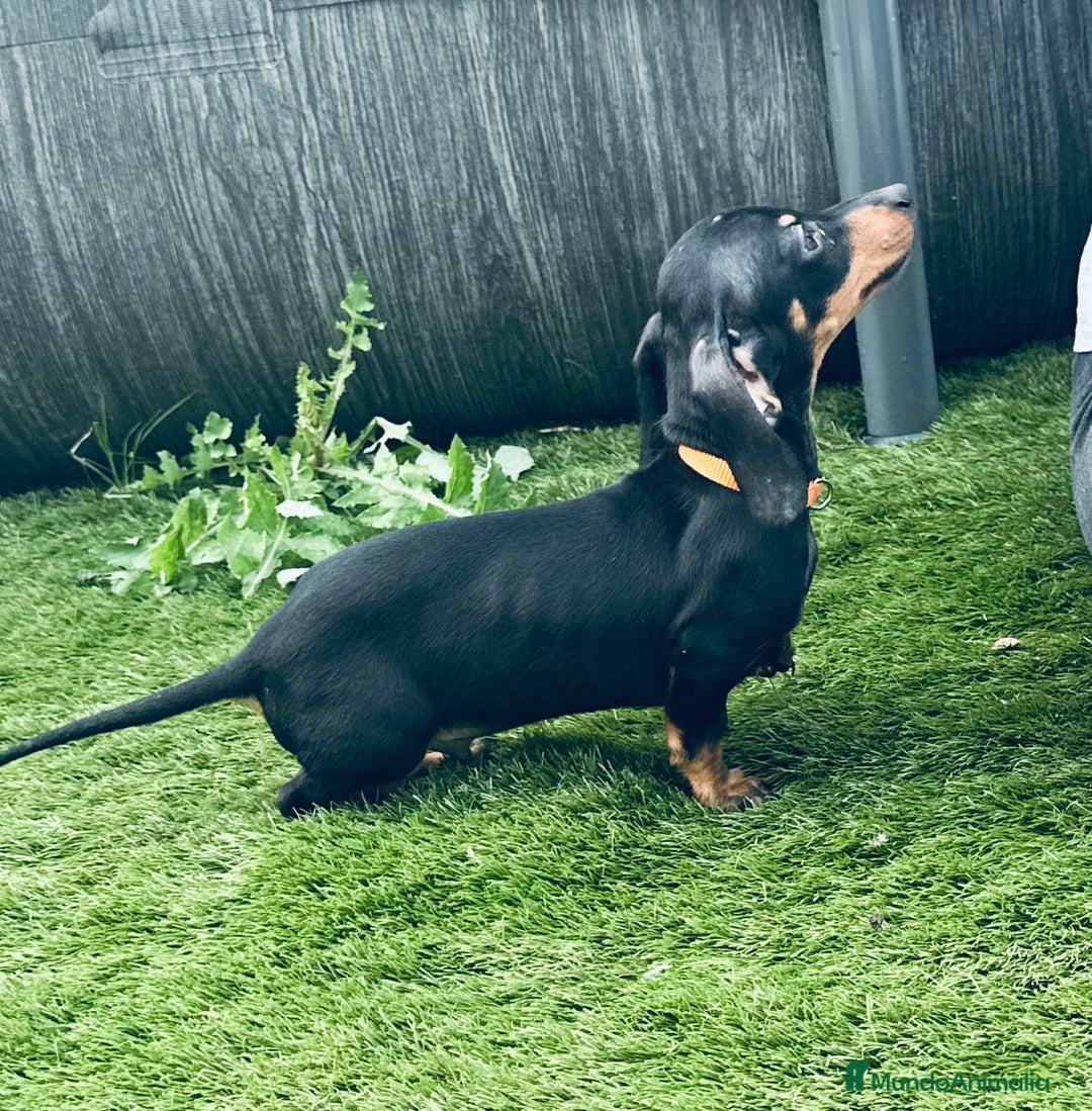 Teckel Miniatura perros en venta: ULTIMO SALCHI - Imagen 2