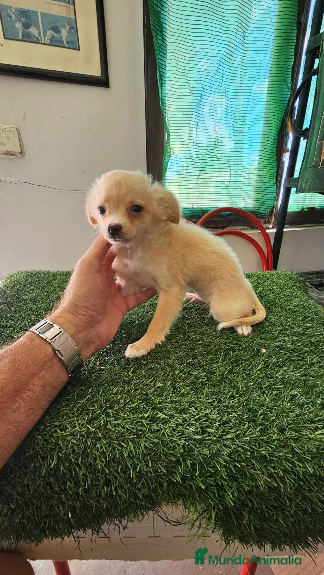 Chihuahua perros en venta: OFERTA ÚLTIMO CHIHUAHUA MINI  - Anuncio 2