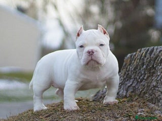American Bully perros en Sevilla - Anuncio 2