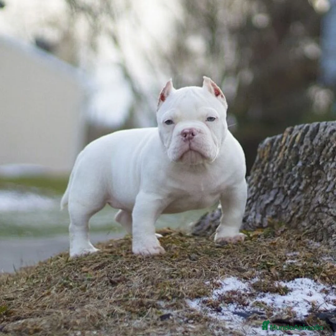 American Bully perros en venta: CRIADORES AMERICAN BULLYS en Sevilla - Anuncio 1