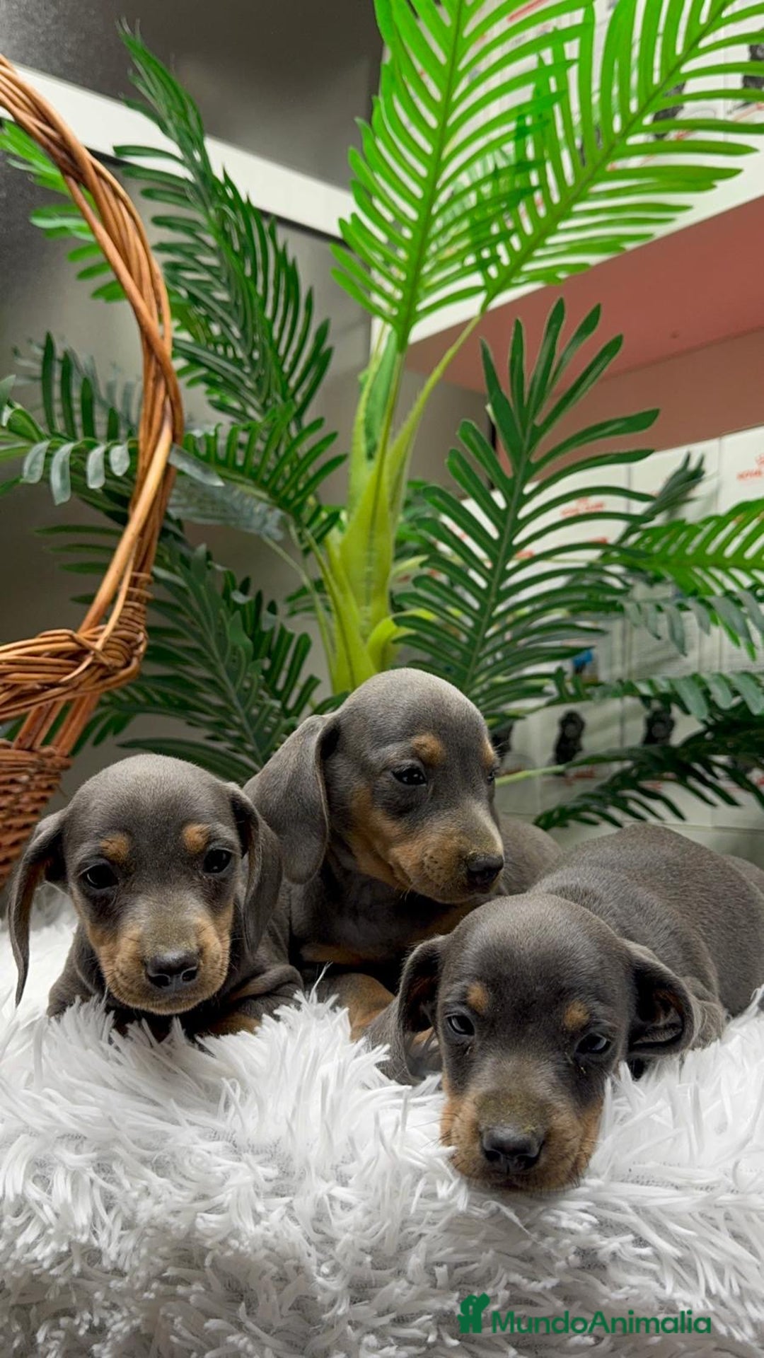 Teckel Miniatura perros en venta: TECKEL MINIATURA BLUE AND TAN - Anuncio 13