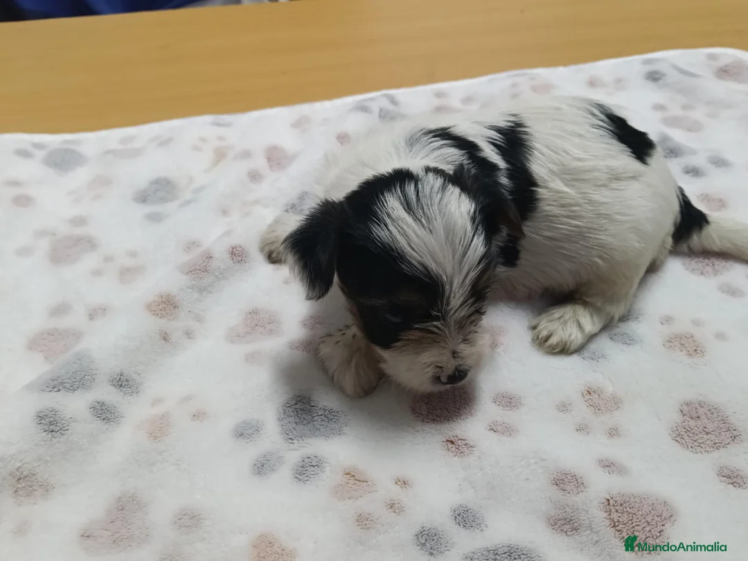 Yorkshire Terrier perros en venta: YORKSHIRE BIEWER MACHO - Anuncio 5
