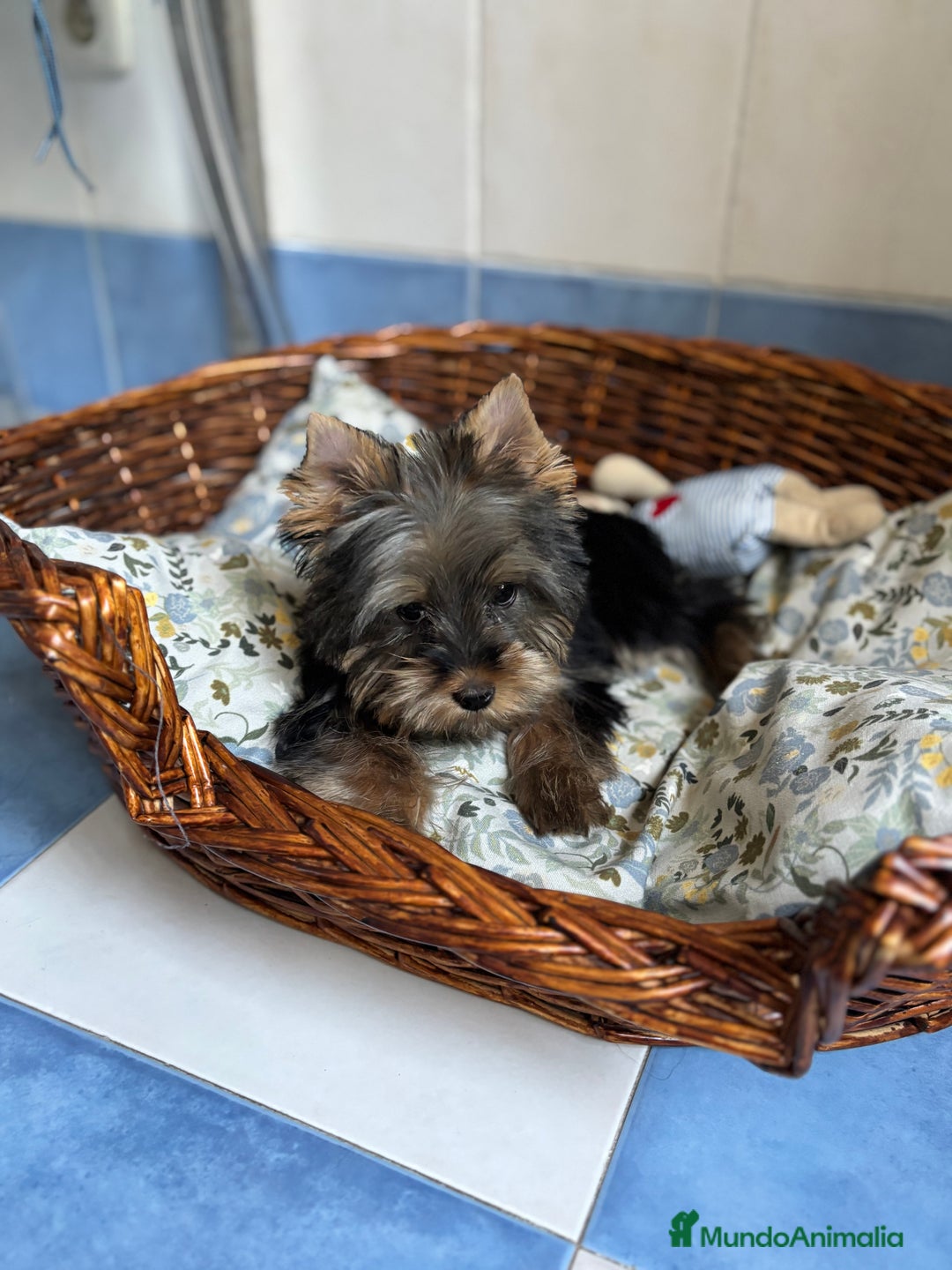 Yorkshire Terrier perros en venta: Yorkshire toy hembra disponible  - Imagen 8
