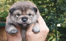 Shiba Inu perros en venta: SHIBA INU SELECCIÓN - Imagen 5