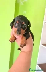 Teckel Miniatura perros TECKEL NEGRO FUEGO  - Anuncio 1