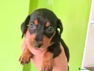 Teckel Miniatura perros TECKEL NEGRO FUEGO - Anuncio 1