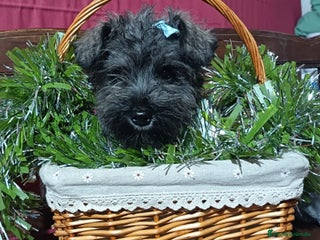 Schnauzer Miniatura perros Schnauzer miniatura sal y pimienta - Anuncio 2