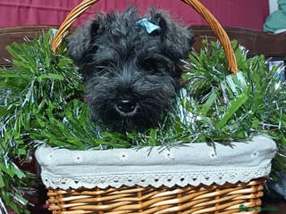 Schnauzer Miniatura perros Schnauzer miniatura sal y pimienta - Anuncio 21