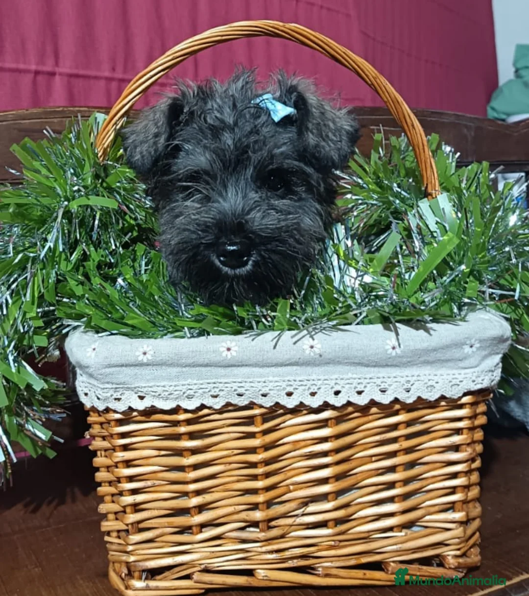 Schnauzer Miniatura perros en venta: Schnauzer miniatura sal y pimienta  - Anuncio 1