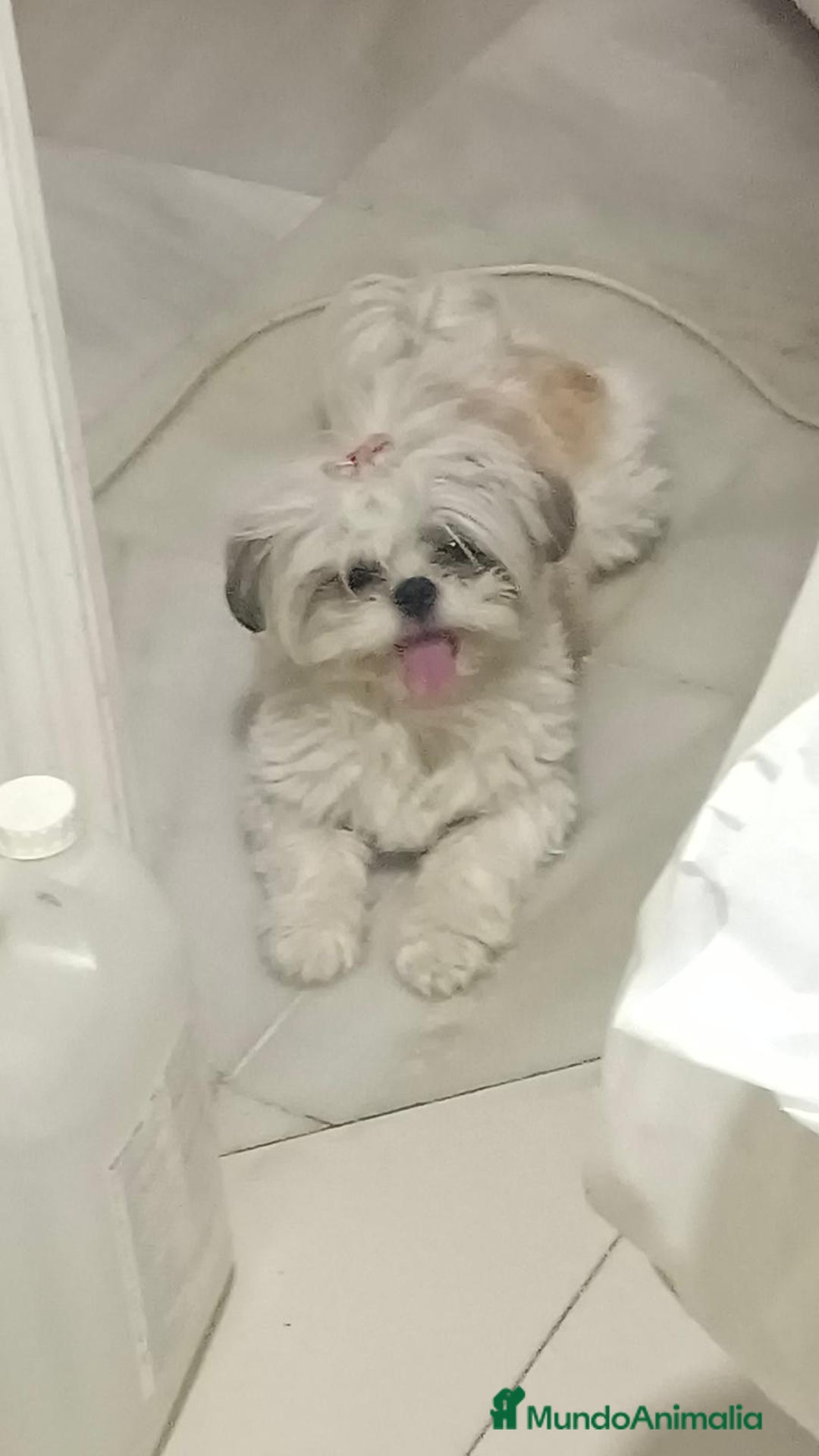 Shih Tzu perros en venta: Para febrero shizup toys  - Anuncio 3