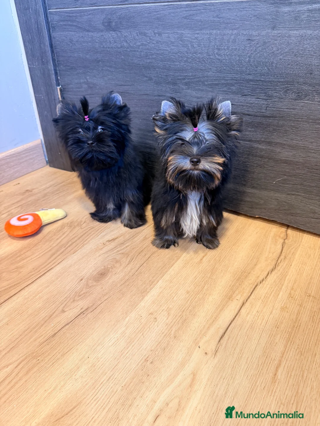 Yorkshire Terrier perros en venta: Monísimo Yorkshire Toy - Anuncio 2