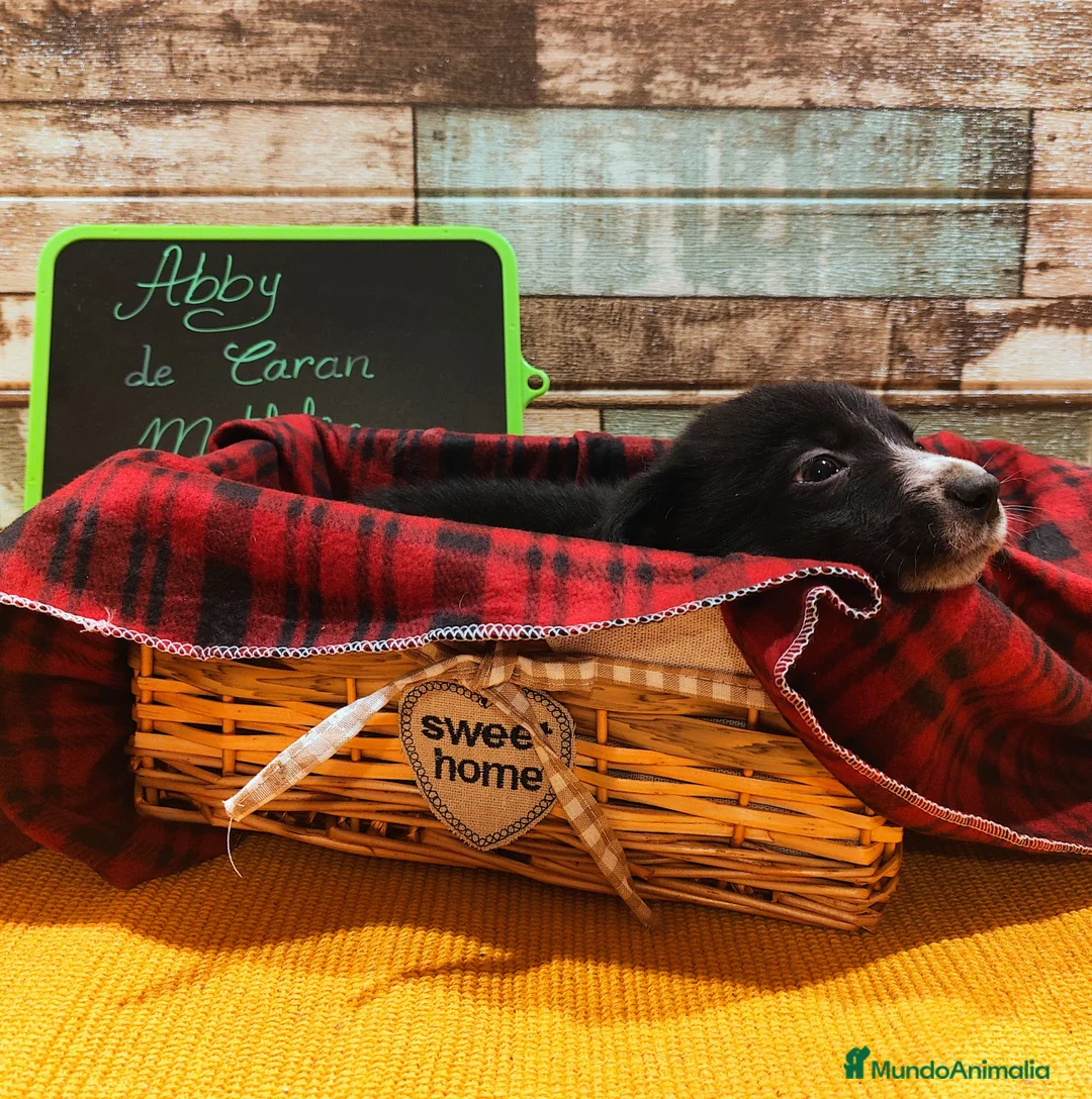 Border Collie perros en venta: Cachorros Border Collie listos para entregar - Anuncio 13