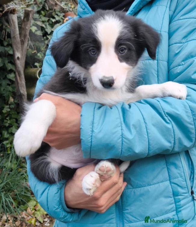 Border Collie perros Cachorros border collie 2 meses. - Anuncio 19