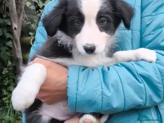Border Collie perros Cachorros border collie 2 meses. - Anuncio 16