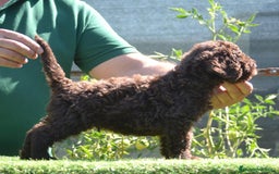 Perro de Agua Español perros en venta: cachorro macho perro de agua español - Imagen 3
